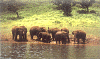 elephants at the periyar wildlife sanctuary